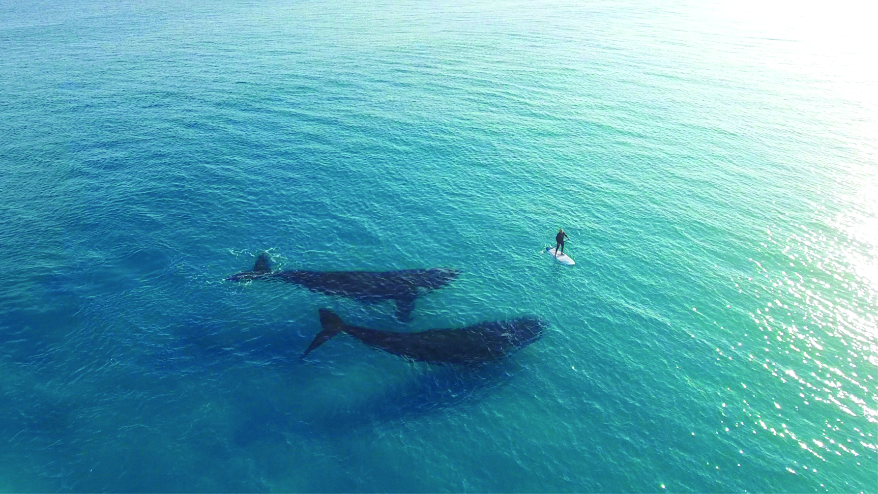 Paddle boarding with whales, credit Jaimen Hudson