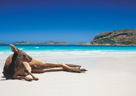 Kangaroo sunbaking on Lucky Bay Beach