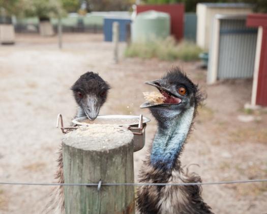 Esperance Bird & Animal Park Cafe & Accommodation-emus