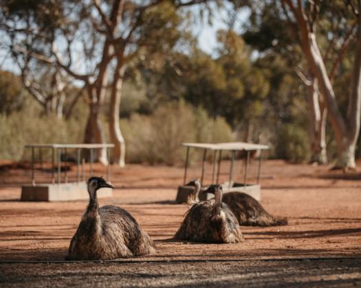 Kalgoorlie Hammond Park emus[Image by Jarrad Seng]