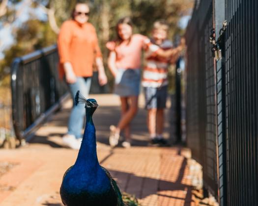 Kalgoorlie Hammond Park peacock [Image by Jarrad Seng]