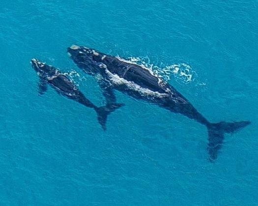 Fly Esperance See Whales in season
