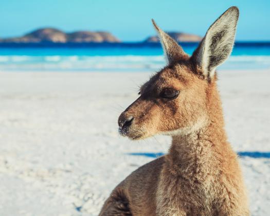 Kangaroo on Beach at Lucky Bay