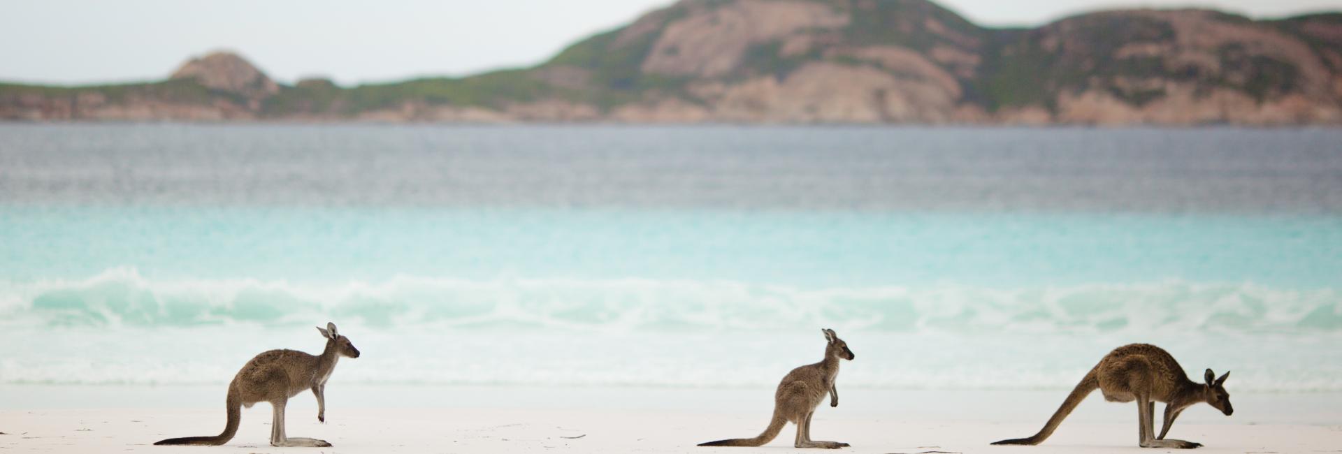 Kangaroos at Lucky Bay Esperance Jumbotron, image by Jarrad Seng