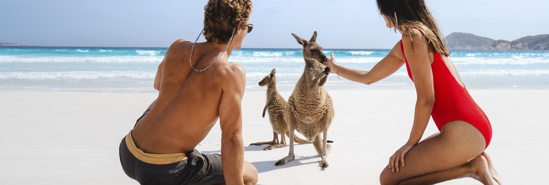 Kangaroos at Lucky Bay Beach near Esperance [image by OSPREYCREATIVE.COM]-jumbotron