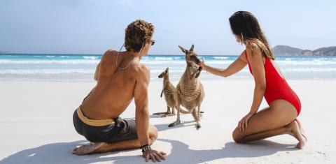 Kangaroos at Lucky Bay Beach near Esperance [image by OSPREYCREATIVE.COM]-jumbotron