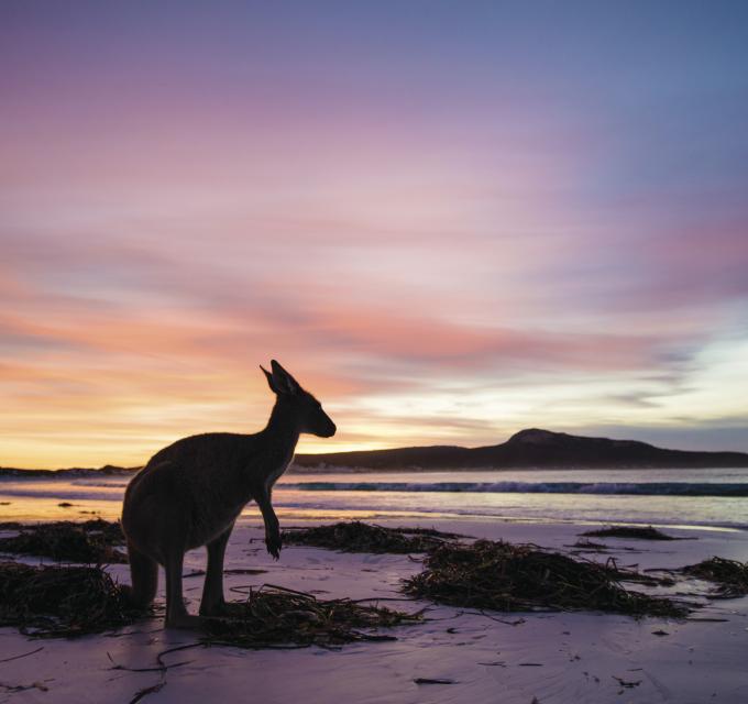 Kangaroos at Lucky Bay, sunset